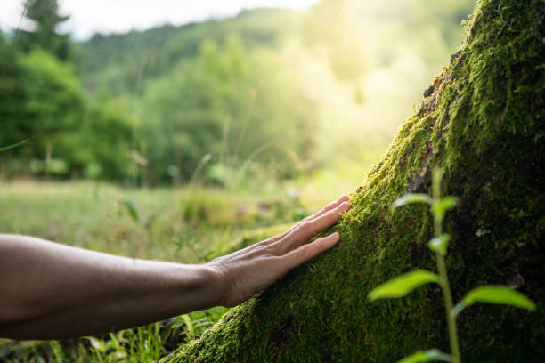 Claryville, KY Tree Removal Services Company